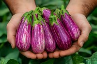 Fresh striped purple eggplants held in farmer's hands against green garden background, showing organic harvest and farm-to-table produce.