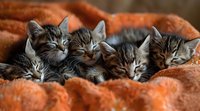 Adorable tabby kittens sleeping together on soft orange blanket. Cozy pet portrait showing young cats cuddling in warm bedding.