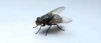 Isolated fly insect on white background, suitable for design projects, educational materials, and pest control graphics.