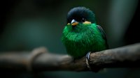 Small green bee-eater bird with vibrant emerald plumage and orange beak perched on wooden branch against dark blurred background in natural habitat.