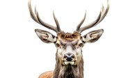 Majestic red deer stag head portrait with large antlers isolated on white background, close up view of wild animal face showing detailed features and expression.