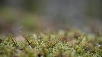 Macro shot of vibrant green moss with shallow depth of field, showing delicate texture and natural forest floor details for botanical and nature backgrounds.