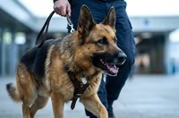 German shepherd dog on leash with owner walking outdoors in urban setting. Police K9 canine training exercise with handler in city environment.