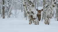 Young deer standing among snow-covered birch trees in winter forest landscape with white bark trunks and peaceful woodland atmosphere.