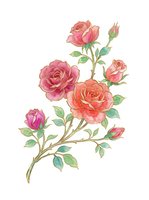 Watercolor illustration of pink and coral roses with green foliage on white background, isolated botanical artwork suitable for wedding invitations, greeting cards, and fabric design projects.
