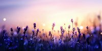 Purple lavender flowers blooming in field during golden sunset with soft bokeh lights creating dreamy romantic atmosphere for wellness and relaxation themes.