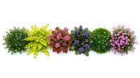 Colorful flowering plants in pots arranged in row on white background, isolated garden flowers for landscaping and decoration projects.