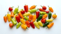 Colorful assortment of fresh chili peppers in red, yellow, orange and green varieties arranged on white background for culinary and food design projects.