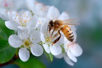 Honey bee collecting nectar from delicate white spring cherry blossoms against soft blurred background, macro nature photography showing pollination process.