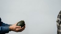 Farmer's hands holding fresh avocado against white background, suitable for agriculture, food, and organic produce marketing materials.