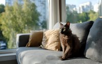 Brown cat sitting on gray sofa near window with urban view and green trees, natural light creating cozy home atmosphere.