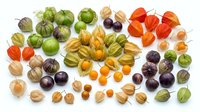 Colorful assortment of fresh physalis fruits and ground cherries in various stages of ripeness isolated on white background for healthy food designs.