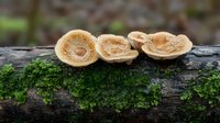 Small brown mushrooms growing in line on mossy fallen log in forest, macro nature photography showing delicate fungal details and green moss texture.