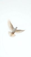 White dove in flight with wings spread wide against neutral background, isolated and ready for design use on cards, invitations, and promotional materials.