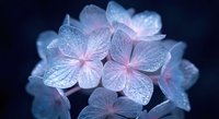 Delicate hydrangea flowers with water droplets glowing in soft blue and pink light against dark background. Natural floral beauty for romantic designs.