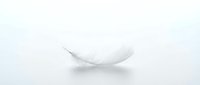 White feather floating gracefully on clean minimalist background with soft shadow, symbolizing lightness, purity and peaceful serenity for wellness concepts.