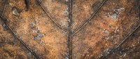Close-up macro view of autumn leaf texture showing detailed veins and natural brown orange coloration with weathered surface patterns for organic design projects.
