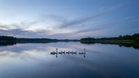 Peaceful lake at twilight with swan family swimming in calm waters reflecting purple and blue evening sky surrounded by forested shoreline creating serene nature scene.
