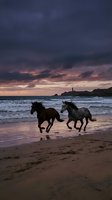 Two wild horses galloping along ocean beach at dramatic sunset with lighthouse silhouette and stormy purple sky creating romantic coastal scene.