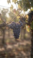 Ripe purple grape cluster hanging from wooden vine branch in sunlit vineyard with blurred foliage background, suitable for wine, agriculture, and harvest themes.