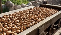 Fresh brown potatoes in vintage wooden cart at rustic farm setting, natural sunlight illuminating organic produce for agriculture and food industry background.