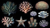 Watercolor ocean coral reef set with starfish and sea sponges, isolated on transparent background. Great for stickers, t-shirt design, clipart, sublimation, print on demand.