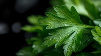Fresh parsley leaves with water drops on dark background, macro shot showing detailed texture and natural moisture for food and cooking concepts.