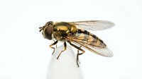 Macro shot of a golden hover fly with detailed wings and compound eyes perched on white surface, suitable for educational and nature content.