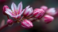 Delicate pink flower buds opening on branch with soft bokeh background, showcasing nature's springtime awakening in vibrant magenta and white tones.