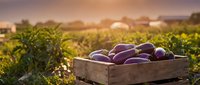 Fresh purple eggplants in rustic wooden crate at organic farm during golden hour sunset. Healthy vegetables ready for harvest in agricultural field.
