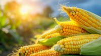 Fresh ripe corn cobs with green leaves in sunlight, macro view of sweet yellow maize kernels, agricultural harvest background for food industry.