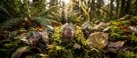 Forest floor covered with fallen autumn leaves, moss and ferns in soft golden sunlight filtering through trees creating peaceful woodland atmosphere.