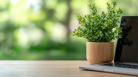 Fresh green plant in modern ceramic pot next to laptop on wooden desk with blurred natural background, creating minimalist home office workspace atmosphere.