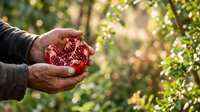 Farmer's hand holding fresh red currants in palm during harvest season in garden with green foliage background.