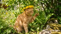 Ginger cat wearing yellow flower crown sitting among green ferns and foliage in sunlit garden setting, suitable for pet, nature, and lifestyle content.