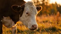 Young Hereford calf with white face and brown markings standing in golden sunset pasture light for agricultural livestock farming content.