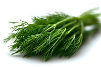 Fresh green dill sprigs isolated on white background, macro view of aromatic herb with delicate feathery leaves, culinary ingredient for cooking and garnish.