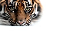 Close up portrait of majestic tiger face showing intense yellow eyes, detailed fur pattern and whiskers against white background, dramatic wildlife photography.