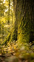 Ancient moss-covered tree trunk in golden autumn forest with warm sunlight filtering through blurred foliage creating peaceful natural woodland atmosphere.