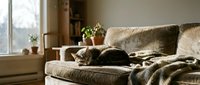 Tabby cat curled up sleeping on a cozy vintage sofa with a knit blanket, warm natural light from window, calm home interior.
