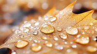 Autumn oak leaf with morning dew drops macro photography. Golden brown foliage with water droplets creating natural bokeh effect in soft morning light.