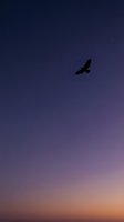 Silhouette of soaring bird against twilight sky with gradient from deep blue to warm orange, capturing freedom and nature at dusk for inspirational and wildlife content.