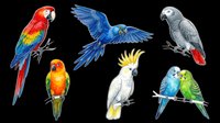 Colorful parrot collection featuring macaws, cockatoos, and budgies isolated on transparent background. Ready for t-shirt designs, clipart, stickers, sublimation, and print-on-demand products.