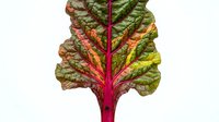 Vibrant beetroot leaf with deep magenta stem and green textured foliage isolated on white background, suitable for culinary, botanical, and healthy eating design projects.