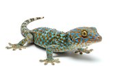 Spotted gecko with turquoise and gold patterned scales isolated on white background, suitable for educational materials, wildlife design projects, and zoological publications.
