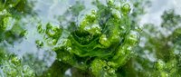 Fresh green algae floating in clear water with natural bubbles and organic textures for environmental and aquatic research applications.