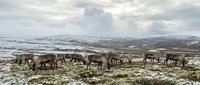 Reindeer herd grazing on snowy tundra landscape with mountains in background. Arctic wildlife in natural habitat during winter season for nature documentation.