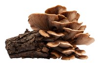 Fresh oyster mushrooms growing on tree bark, showcasing brown gills and layered caps in natural formation. Ideal for culinary, foraging, and botanical contexts.