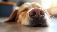 Close-up macro shot of brown dog nose and snout while sleeping, showing detailed texture of wet nose and facial features in warm natural lighting.