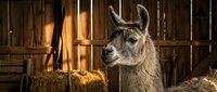 Llama with horns standing in rustic wooden barn surrounded by hay and warm golden sunlight, suitable for farm, agriculture, and livestock photography projects.
